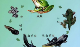 小蝌蚪视频,一场奇妙的蜕变之旅