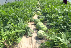 临夏吃瓜爆料最新事件,最新事件引发热议，真相究竟如何？”